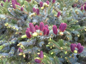 We were clearly there at the right time to check out this spruce with the ornamental buds.