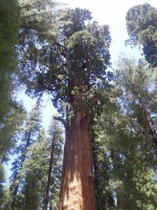 Sequoiadendron giganteum!