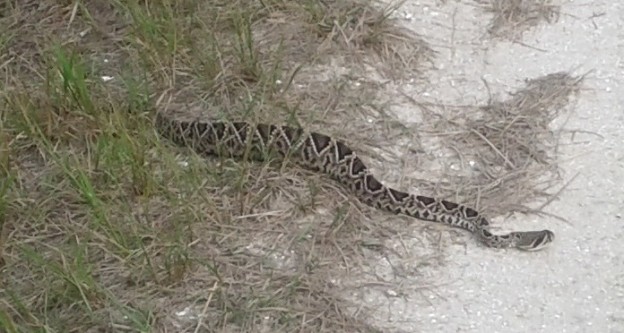 Two snake day at Orlando Wetlands Park – Sonia H. Stephens